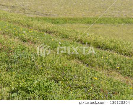 Dandelions and their fluff blooming along the rice paddy paths. 139128204