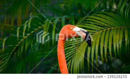 American Flamingo close-up portrait with vivid orange plumage and curved beak against lush tropical green leaves background 139128233