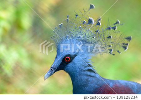 Victoria Crowned Pigeon close-up portrait with striking blue plumage and intricate feather crest against soft green background 139128234