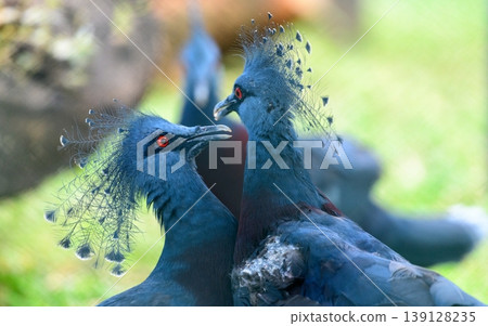 Victoria crowned pigeons displaying courtship behavior. 139128235
