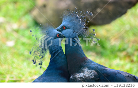 Victoria crowned pigeons displaying courtship behavior. Victoria crowned pigeons displaying courtship behavior. 139128236