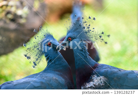 Victoria crowned pigeons displaying courtship behavior. Victoria crowned pigeons displaying courtship behavior. 139128237
