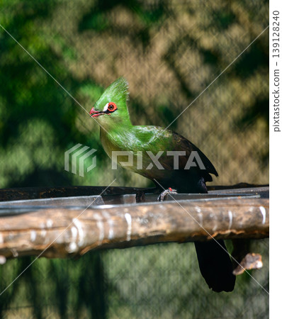Guinea Turaco perched on a stick inside the zoo cage Guinea Turaco perched on a stick inside the zoo cage 139128240