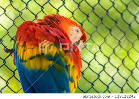 Colorful Macaw parrot perched close to the fence and looks back. 139128242