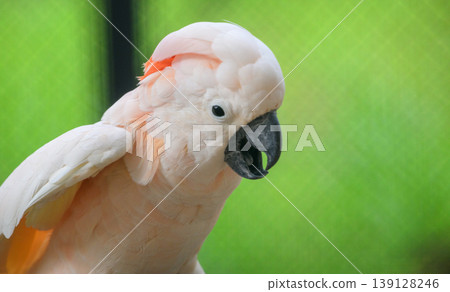 Salmon-crested cockatoo (Cacatua moluccensis) bird close-up portrait. Salmon-crested cockatoo (Cacatua moluccensis) bird close-up portrait. 139128246