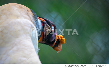 King Vulture close-up portrait, beak with yellow and orange caruncle, white and black plumage, and intense eyes against a soft green backdrop King Vulture close-up portrait, beak with yellow and orange caruncle, white and black plumage, and intense eyes against a soft green backdrop 139128253