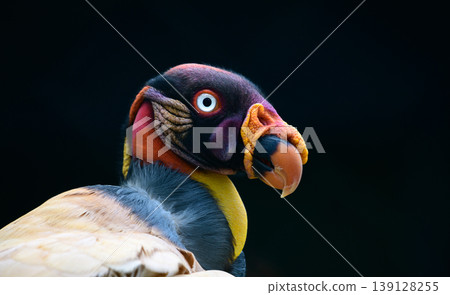 King Vulture close-up portrait, beak with yellow and orange caruncle, white and black plumage, and intense eyes King Vulture close-up portrait, beak with yellow and orange caruncle, white and black plumage, and intense eyes 139128255