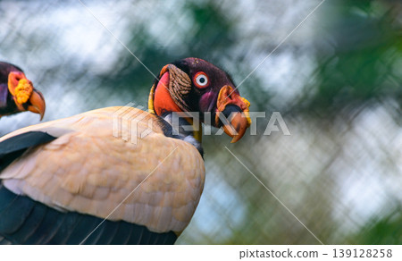King Vulture close-up portrait, beak with yellow and orange caruncle, white and black plumage, and intense eyes King Vulture close-up portrait, beak with yellow and orange caruncle, white and black plumage, and intense eyes 139128258