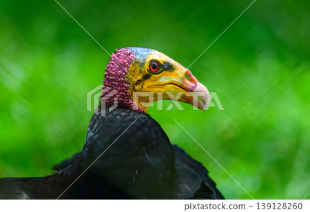 Greater yellow-headed vulture close-up portrait Greater yellow-headed vulture close-up portrait 139128260