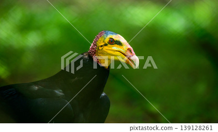 Greater yellow-headed vulture close-up portrait Greater yellow-headed vulture close-up portrait 139128261