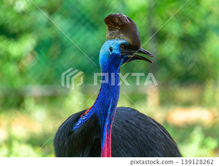 Southern Cassowary bird portrait. Vivid blue neck, red wattles, and distinctive casque, photographed in a bird park with soft aviary netting in the background 139128262