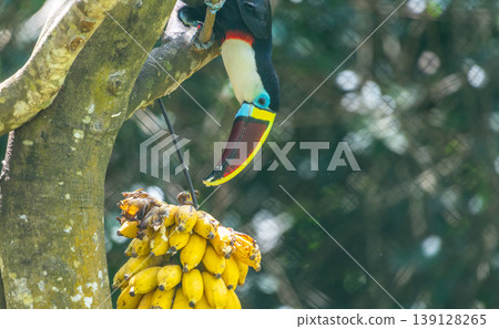 White-throated toucan feeding on bananas in a captive environment in a zoo White-throated toucan feeding on bananas in a captive environment in a zoo 139128265
