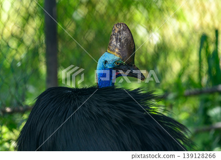Cassowary bird portrait. Vivid blue neck, red wattles, and distinctive casque, photographed in a bird park with netting in the background Cassowary bird portrait. Vivid blue neck, red wattles, and distinctive casque, photographed in a bird park with netting in the background 139128266