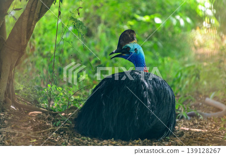 Cassowary resting on the floor with soft natural light and green foliage background 139128267