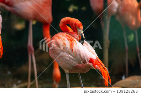 American Flamingo preening its orange plumage using its curved beak American Flamingo preening its orange plumage using its curved beak 139128268
