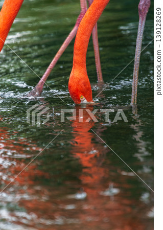 American flamingo feeding with head submerged. Reflection in rippling water 139128269