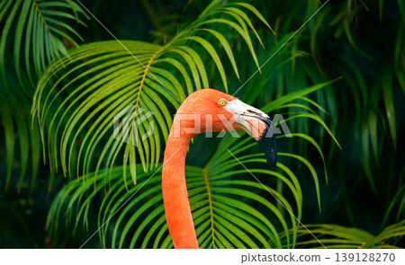 American Flamingo close-up portrait with vivid orange plumage and curved beak against lush tropical green leaves background American Flamingo close-up portrait with vivid orange plumage and curved beak against lush tropical green leaves background 139128270