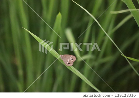 A butterfly perched on a rice leaf. 139128330
