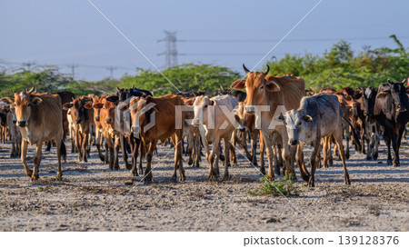 Herd of cattle walking across dry sandy land at Mannar lagoon, Sri Lanka. Lush green scrub and clear blue sky in the background 139128376