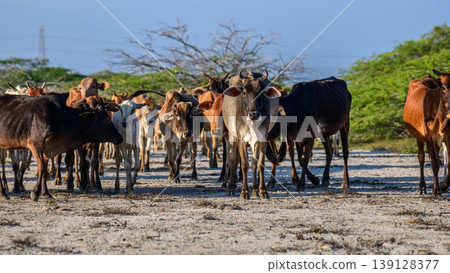 Herd of cattle walking across dry sandy land at Mannar lagoon, Sri Lanka. Lush green scrub and clear blue sky in the background Herd of cattle walking across dry sandy land at Mannar lagoon, Sri Lanka. Lush green scrub and clear blue sky in the background 139128377