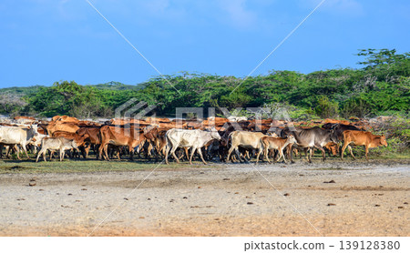 Herd of cattle walking across dry sandy land at Mannar lagoon, Sri Lanka. Lush green scrub and clear blue sky in the background Herd of cattle walking across dry sandy land at Mannar lagoon, Sri Lanka. Lush green scrub and clear blue sky in the background 139128380