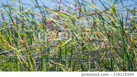Tricolored munia perched among reeds with dense wetland vegetation Tricolored munia perched among reeds with dense wetland vegetation 139128384
