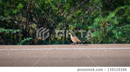 Grey francolin walking along the roadside in Mannar, Sri Lanka. Lush green tropical vegetation background in natural light Grey francolin walking along the roadside in Mannar, Sri Lanka. Lush green tropical vegetation background in natural light 139128386