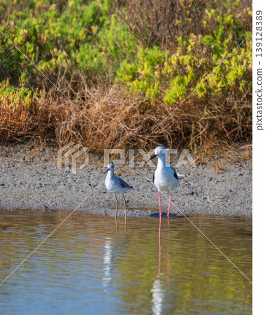 Black-winged stilts and marsh sandpiper standing in shallow lagoon waters in Mannar, Sri Lanka, with reflections in the water surface. Black-winged stilts and marsh sandpiper standing in shallow lagoon waters in Mannar, Sri Lanka, with reflections in the water surface. 139128389