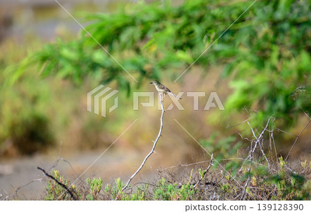Jungle prinia bird perched on a thorny branch in Mannar, Sri Lanka. Soft green bokeh background in natural light Jungle prinia bird perched on a thorny branch in Mannar, Sri Lanka. Soft green bokeh background in natural light 139128390