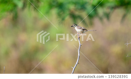 Jungle prinia bird perched on a thorny branch in Mannar, Sri Lanka. Soft green bokeh background in natural light Jungle prinia bird perched on a thorny branch in Mannar, Sri Lanka. Soft green bokeh background in natural light 139128391