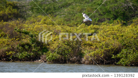 Seagull flying over the Mannar lagoon with mangrove shoreline Seagull flying over the Mannar lagoon with mangrove shoreline 139128392