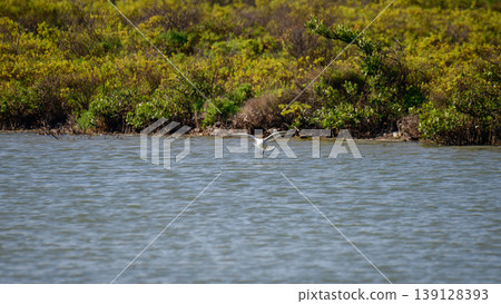 Seagull landing over the Mannar lagoon with mangrove shoreline Seagull landing over the Mannar lagoon with mangrove shoreline 139128393