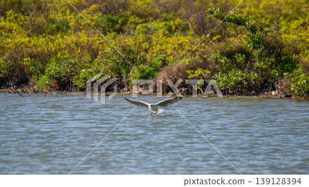 Seagull landing over the Mannar lagoon with mangrove shoreline Seagull landing over the Mannar lagoon with mangrove shoreline 139128394