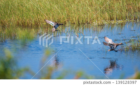 Garganey ducks landing on the wetland water in Mannar, Sri Lanka. Garganey ducks landing on the wetland water in Mannar, Sri Lanka. 139128397
