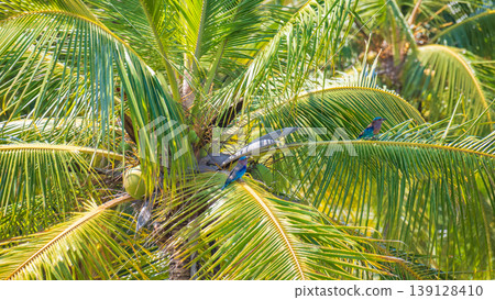 A pair of Indian roller birds resting on a fronds in a coconut tree A pair of Indian roller birds resting on a fronds in a coconut tree 139128410