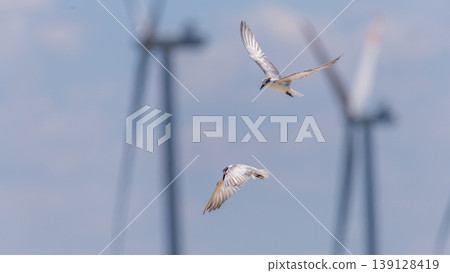 Whiskered Terns flying against wind turbines in Talaimannar, Sri Lanka. Coastal wetland wildlife scene 139128419