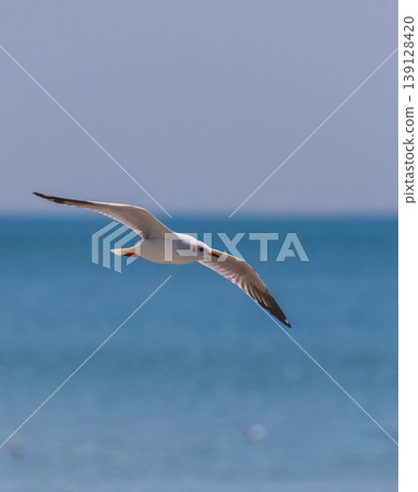 Brown-headed gull bird in flight, close-up. Scanning for fish below the beach of Talaimannar, Sri Lanka Brown-headed gull bird in flight, close-up. Scanning for fish below the beach of Talaimannar, Sri Lanka 139128420