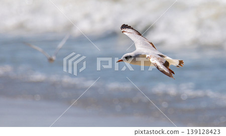 Brown-headed gull bird in flight, close-up. Scanning for fish below the beach of Talaimannar, Sri Lanka 139128423