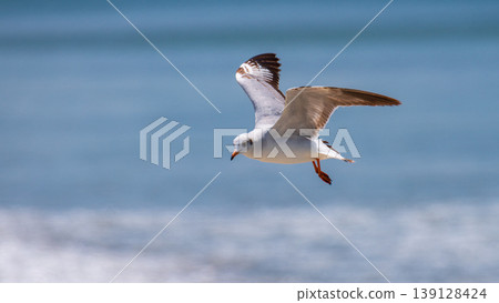 Brown-headed gull bird in flight, close-up. Scanning for fish below the beach of Talaimannar, Sri Lanka Brown-headed gull bird in flight, close-up. Scanning for fish below the beach of Talaimannar, Sri Lanka 139128424