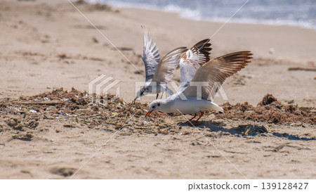 Brown headed gull and tern foraging on sandy beach in Mannar, Sri Lanka, with wings spread and coastal wildlife feeding behavior Brown headed gull and tern foraging on sandy beach in Mannar, Sri Lanka, with wings spread and coastal wildlife feeding behavior 139128427