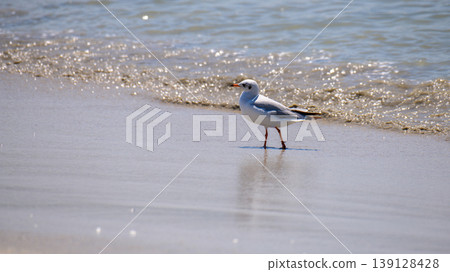 Brown-headed gull foraging along the sandy shoreline in Mannar, Sri Lanka. Gentle waves and coastal beach habitat Brown-headed gull foraging along the sandy shoreline in Mannar, Sri Lanka. Gentle waves and coastal beach habitat 139128428