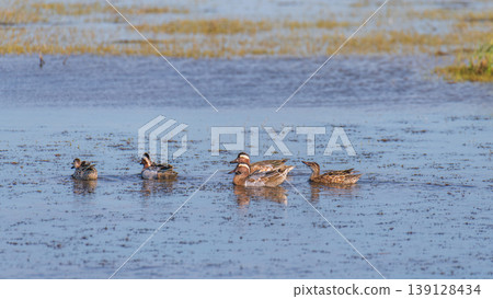 Garganey ducks swimming in shallow lagoon waters at Mannar, Sri Lanka. Calm reflections and wetland habitat under soft natural light Garganey ducks swimming in shallow lagoon waters at Mannar, Sri Lanka. Calm reflections and wetland habitat under soft natural light 139128434