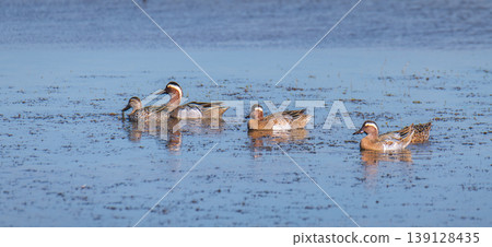 Garganey ducks swimming in shallow lagoon waters at Mannar, Sri Lanka. Calm reflections and wetland habitat under soft natural light Garganey ducks swimming in shallow lagoon waters at Mannar, Sri Lanka. Calm reflections and wetland habitat under soft natural light 139128435