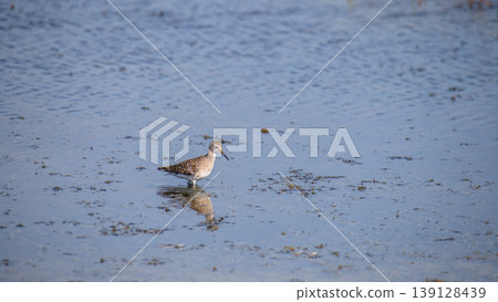 Wood sandpiper wading in a shallow lagoon in Mannar, Sri Lanka. Clear reflection on the water surface. Coastal wetland wildlife habitat Wood sandpiper wading in a shallow lagoon in Mannar, Sri Lanka. Clear reflection on the water surface. Coastal wetland wildlife habitat 139128439