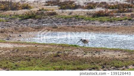 Eurasian curlew foraging on mudflats in Mannar Lagoon, Sri Lanka. Shallow pools and coastal wetland habitat Eurasian curlew foraging on mudflats in Mannar Lagoon, Sri Lanka. Shallow pools and coastal wetland habitat 139128443