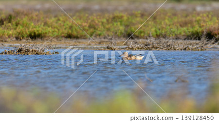 A duck floating on a lagoon in Mannar, Sri Lanka. Calm blue water and natural wetland habitat A duck floating on a lagoon in Mannar, Sri Lanka. Calm blue water and natural wetland habitat 139128450