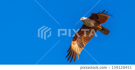 Brahminy kite eagle in flight with wings spread against the clear blue sky Brahminy kite eagle in flight with wings spread against the clear blue sky 139128451