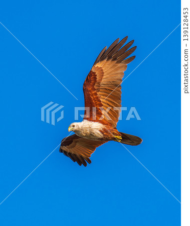 Brahminy kite eagle in flight with wings spread against the clear blue sky Brahminy kite eagle in flight with wings spread against the clear blue sky 139128453