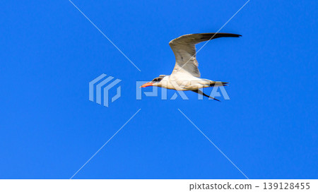 Caspian tern flying against a clear blue sky backdrop. Caspian tern flying against a clear blue sky backdrop. 139128455