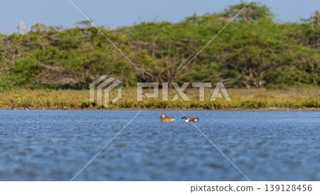 Northern shoveler duck pair swimming in lagoon waters in Mannar, Sri Lanka. 139128456
